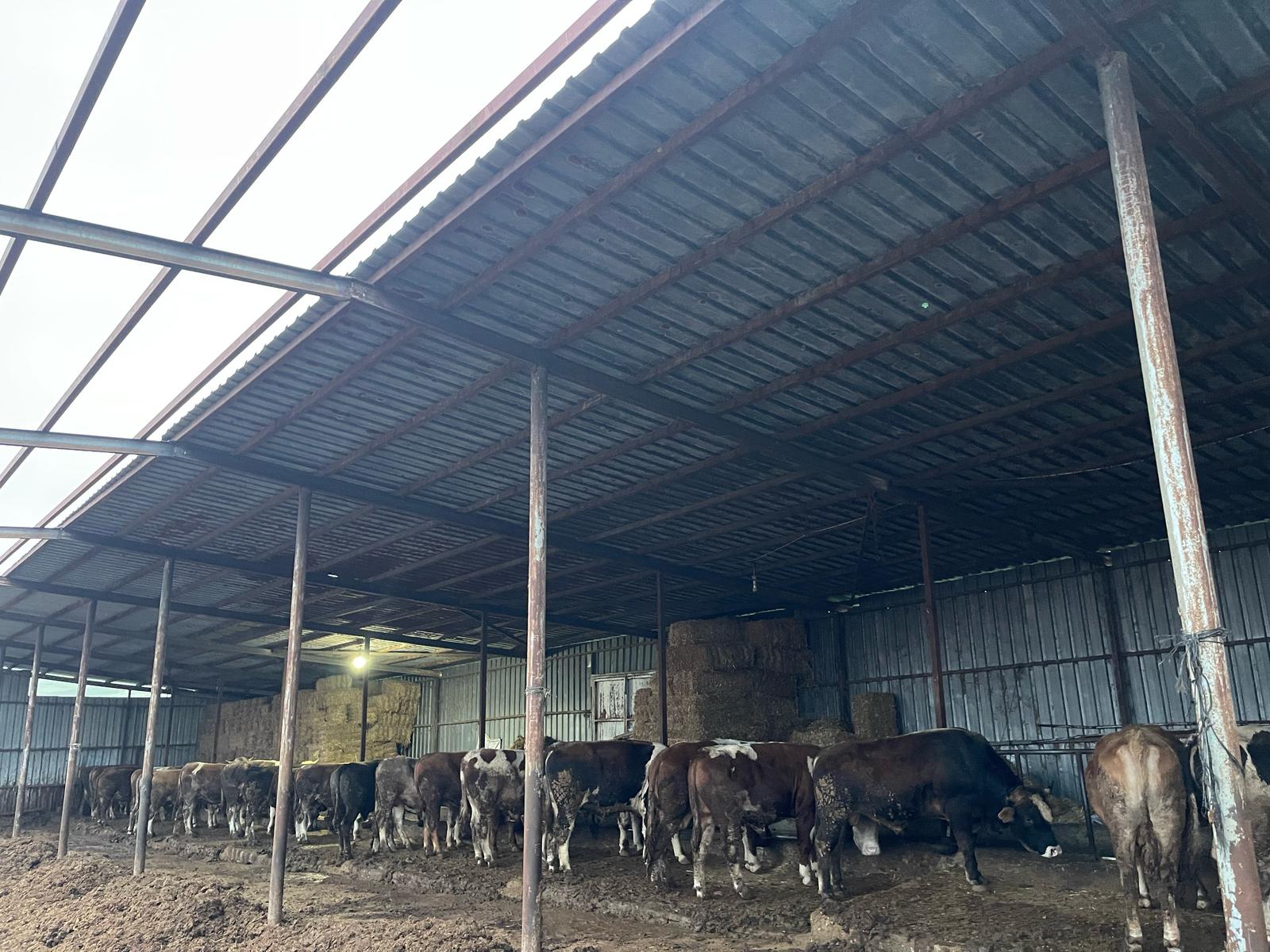 Resul Çiftlik Adaklık ve Kurbanlık